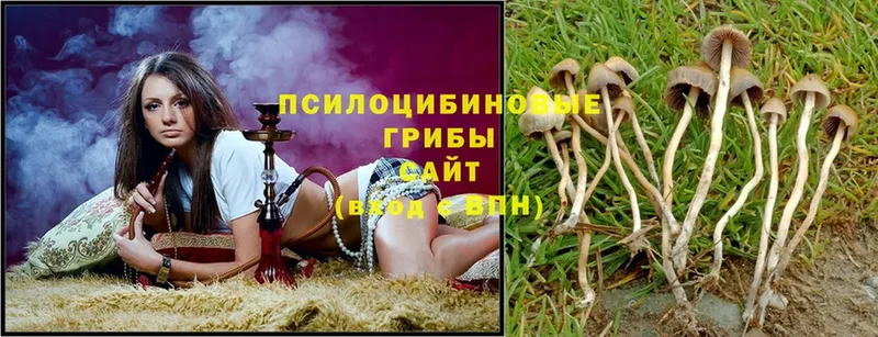 Псилоцибиновые грибы Psilocybine cubensis  Выкса 